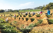 Kế hoạch Tuyển chọn người lao động tỉnh Ninh Bình đi làm việc thời vụ tại Hàn Quốc đợt 2 năm 2026