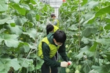 Thông báo tuyển chọn lao động thời vụ đợt 2 năm 2026, đi làm việc tại tỉnh Jeju Hàn Quốc