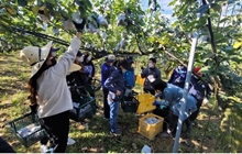 Thông báo Tham gia bảo hiểm tai nạn bắt buộc cho người lao động đi làm việc thời vụ tại Hàn Quốc